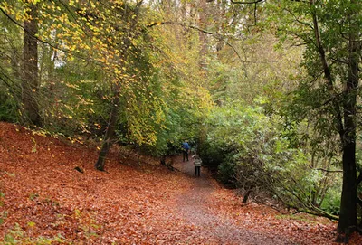 Crunching Through Leaves