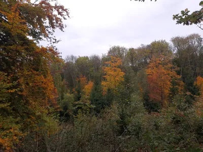 Peak Foliage