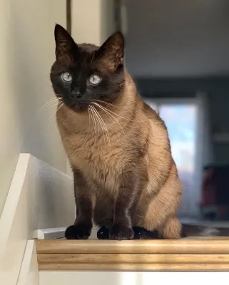 Siamese