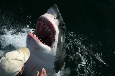 Great White Shark