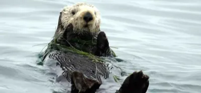 Sea Otter