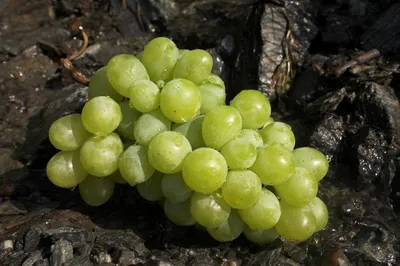 Grape-Grade Telekinesis
