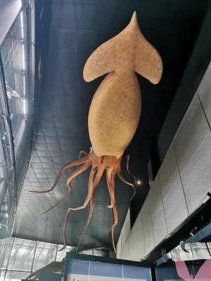 Giant Squid